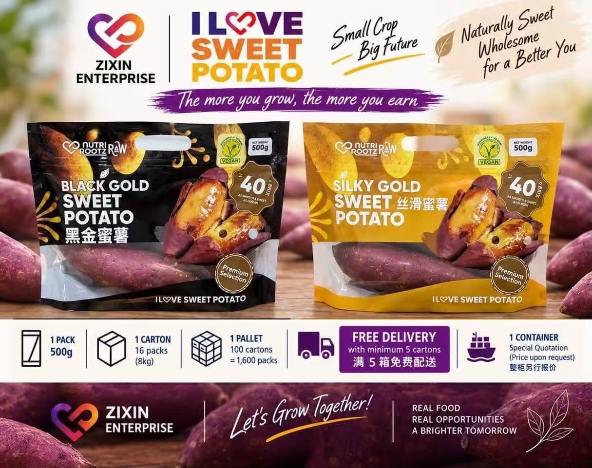 Zixin Fresh Black Gold and Silky Gold sweet potato supply range